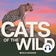 The Last Wild Cat of Singapore: Singapore Wild Cat Action Group
