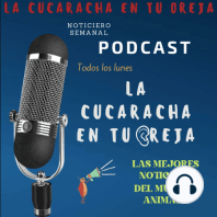 ?DÍA DEL PERRO CALLEJERO, DOLOR EN INVERTEBRADOS, PERMISO LABORAL MUERTE DE MASCOTA, VIOLENCIA Y MÁS