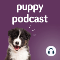 Puppy podcast - Series 1 trailer