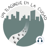 Importancia de las Abejas_Un Tlacuache en la Ciudad