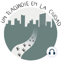 Hongos_Un Tlacuache en la Ciudad