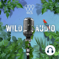 WCS Wild Audio Introduces "Wild World with Scott Solomon"