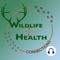 #11: Bonus Episode - Current Wildlife Health News with Michelle & Vin