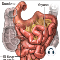 Intestino Delgado: Anatomía, Fisiología, Histología y Correlaciones Clínicas para 3 BGU