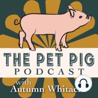 The History and Temperament of Kune Kune with Lindsay Dennis