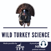 Turkey predators | #06