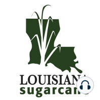 Row Spacing & the Use of Plant-Available Water in Louisiana Sugarcane Cultivation