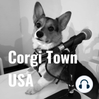 Madison: The Tale of a Corgi with No Tail
