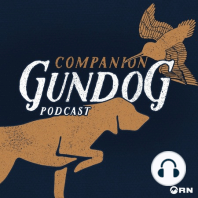 Companion Gundogs Development Part 3: The First Year Afield  (Pointing Dogs)