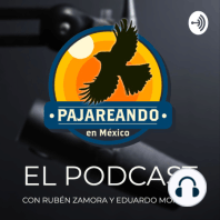 Episodio 5 - Equipo y tips para pajarear en México.