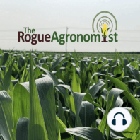 Corn Rootworm – A Sticky Situation