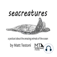 Episode 42: Giant Pacific Octopus with David Scheel