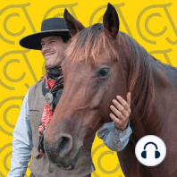 Listen To Your Horse - They Are Constantly Giving You Feedback