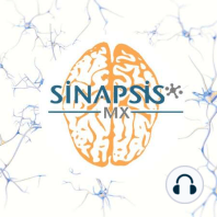 Neuroanatomía y fisiología de la corteza cerebral