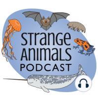 Episode 347: Two (Sort of) Spooky Amphibians