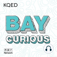 Welcome to the Bay Curious Podcast