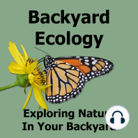 Top 10 Backyard Ecology Videos