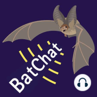 Bat Tracking; the drones changing the way we can undertake research