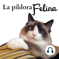 8. Las 4 cosas que tiene tu gato (y tu no)