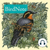 Birding 101: Bird Vocab Basics