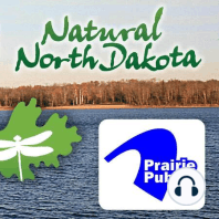 Marbled Godwits in North Dakota