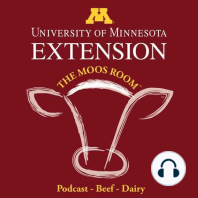 Episode 87 - What to do when dry cow antibiotics are backordered - UMN Extension's The Moos Room