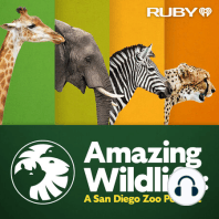 Announcing Season 3 of Amazing Wildlife: A San Diego Zoo Podcast