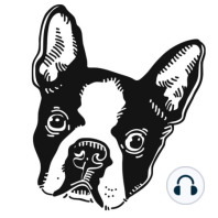 Episode 003: The Difference between the Boston Terrier and the French “Frenchie” Bulldog.