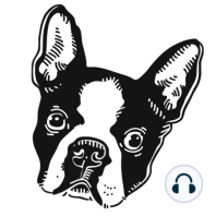 Episode 013: What is the Boston Terrier standard for Colors? The Truth About Boston Terrier Colors Episode