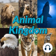 Top 5 Deadliest and Longest Living Animals on Earth (1 year anniversary special)
