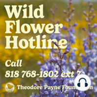 Wild Flower Hotline April 26, 2024