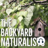 Bird Feeding 2.0: Elevating Your Backyard Aviary