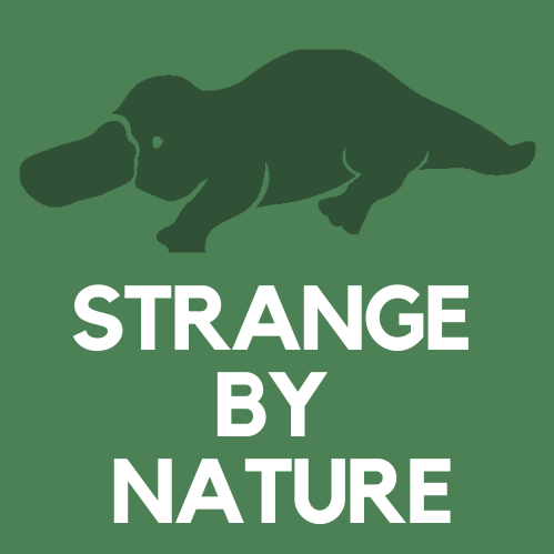 Giant Bird Eating Spiders | Strange by Nature Podcast Podcast