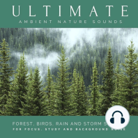 Ultimate Ambient Nature Sounds (XXL Bundle): Forest, Birds, Lake Shore, Mountain Stream, Rain and Storm Sounds for Focus, Study and Background Noise