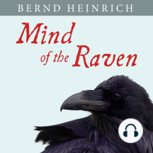 Mind of the Raven: Investigations and Adventures with Wolf-Birds