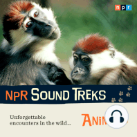 NPR Sound Treks