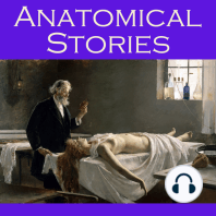 Anatomical Stories