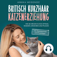 Britisch Kurzhaar Katzenerziehung