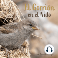 El Gorrión en el Nido