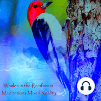 Whales in the Rainforest - Meditations Mixed Reality