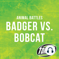 Badger vs. Bobcat