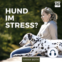 Hund im Stress? Entspannter Hund - Entspannter Alltag