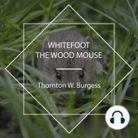 Whitefoot the Wood Mouse