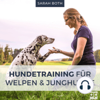 Hundetraining für Welpen und Junghunde