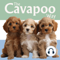 The Cavapoo Way