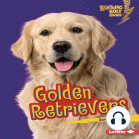 Golden Retrievers