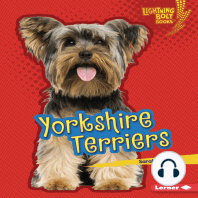 Yorkshire Terriers