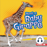 Meet a Baby Giraffe