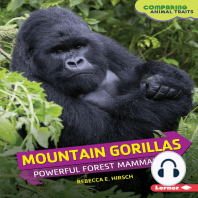 Mountain Gorillas