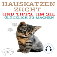 Hauskatzenzucht und Tipps, um sie Glücklich zu Machen